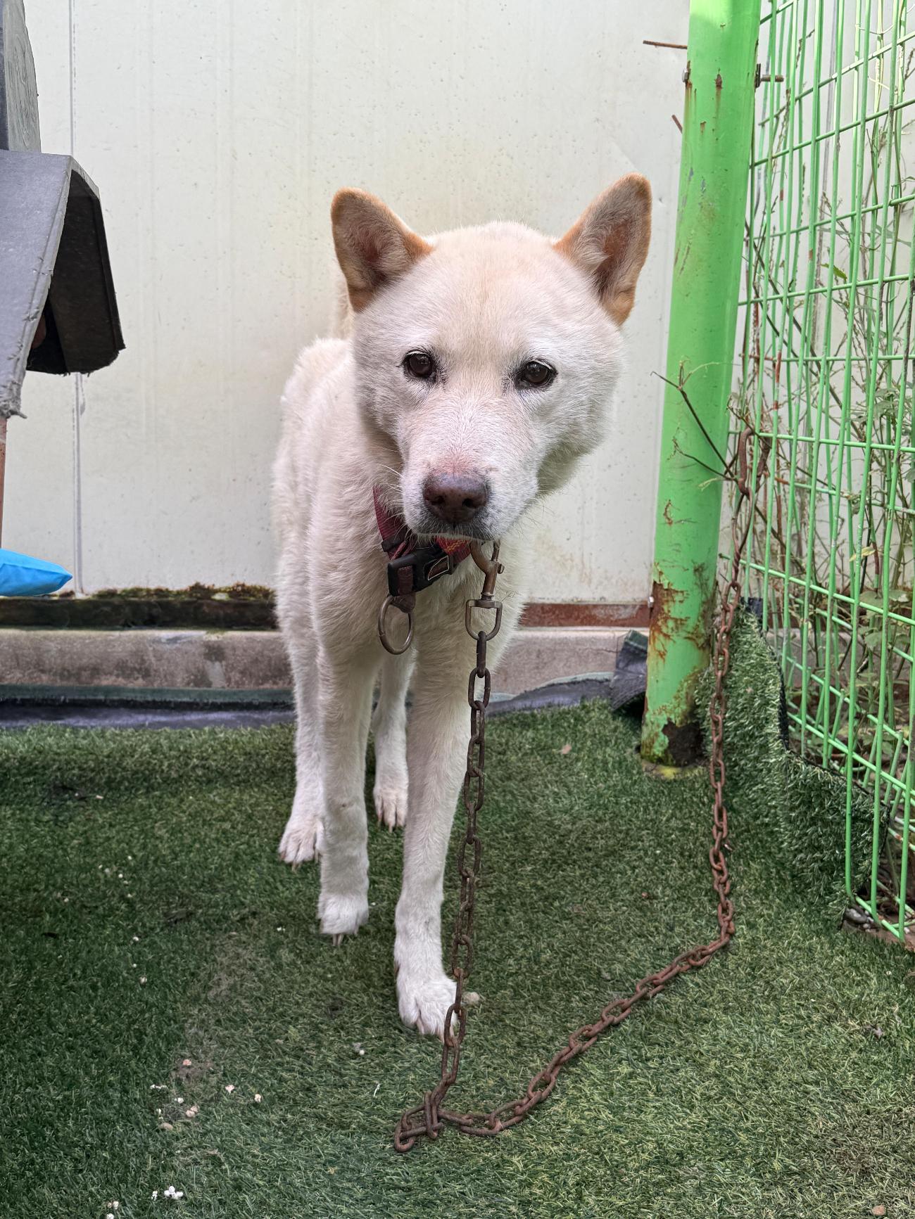 종료(자연사) 믹스…